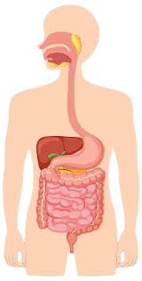 Stomach